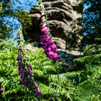 Birmham Rocks 